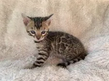 ベンガル【茨城県・男の子・2019年2月26日・ブラウンタビー】の写真4「4月4日撮影」