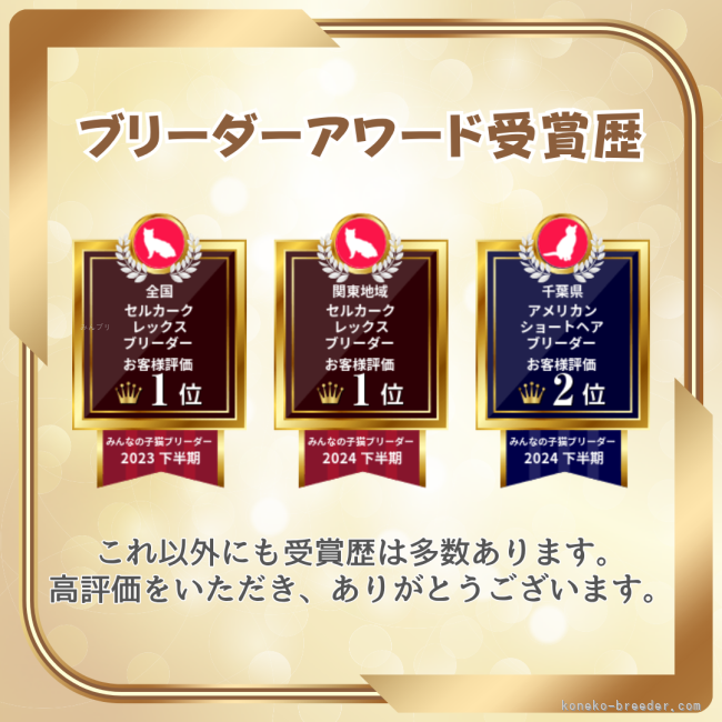 セルカークレックスは、お客様評価 全国１位になりました✨️｜時田　陽平(ときた　ようへい)ブリーダー(千葉県・アメリカンショートヘアなど・PCC登録)の紹介写真6