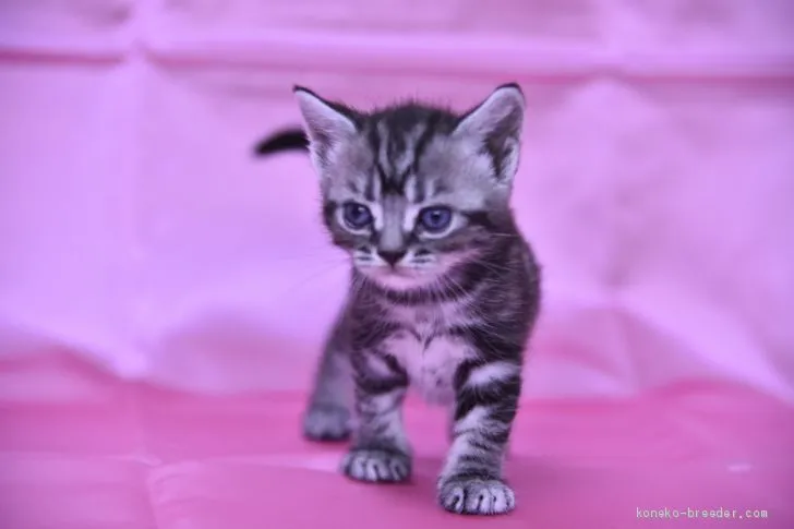 ID：2010-00314の子猫