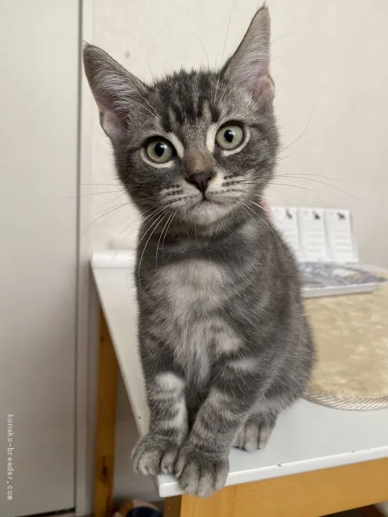 ID:1909-01281の子猫