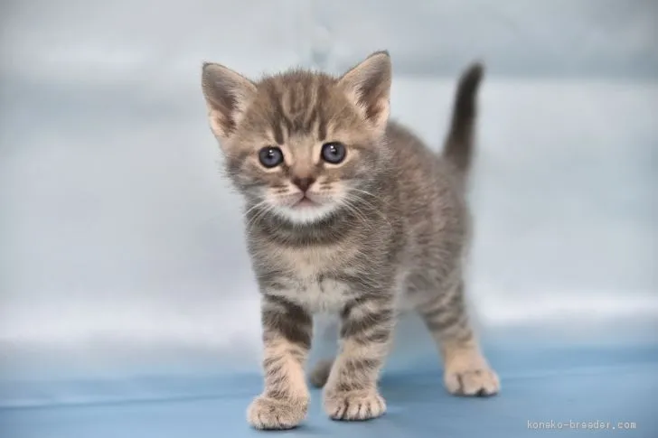 ID：2003-01723の子猫