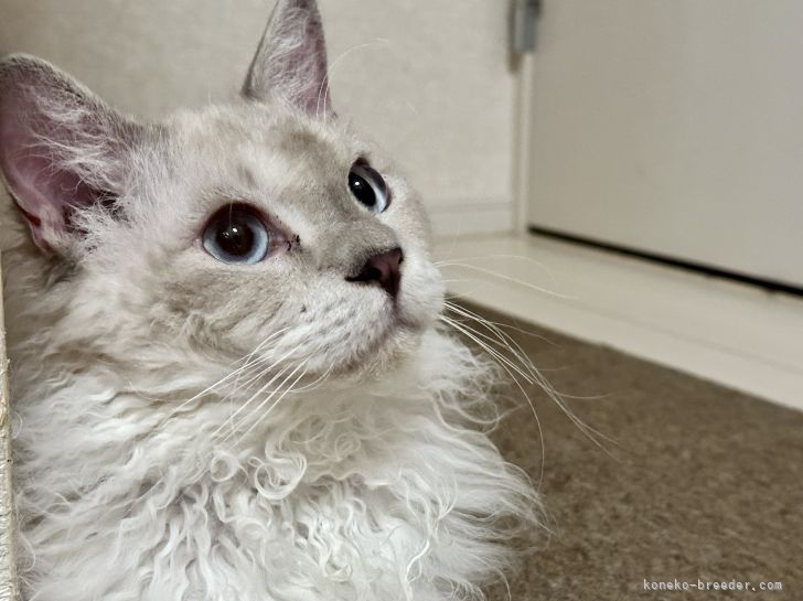 ラパーマ【・男の子・2021年11月25日・ブルーリンクスポイント&amp;ホワイト】