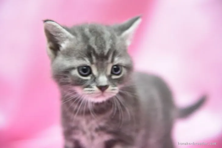 ID：2109-00079の子猫