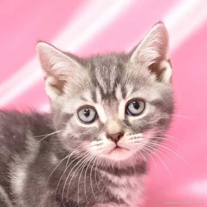 ID：2403-02801の子猫