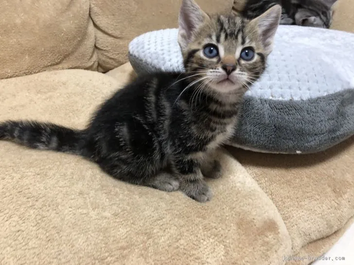 ID：1807-00295の子猫