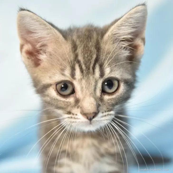 ID：2407-02560の子猫