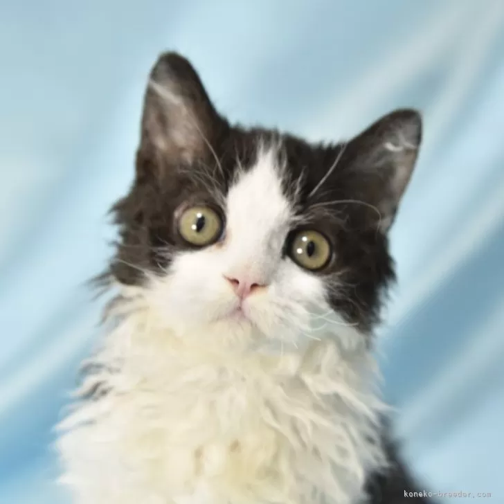 ID：2404-01998の子猫