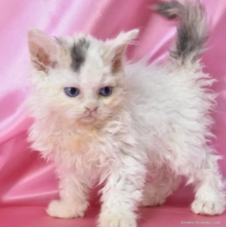 ID：2305-00072の子猫