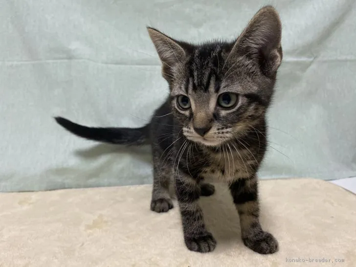 ID:1909-01284の子猫