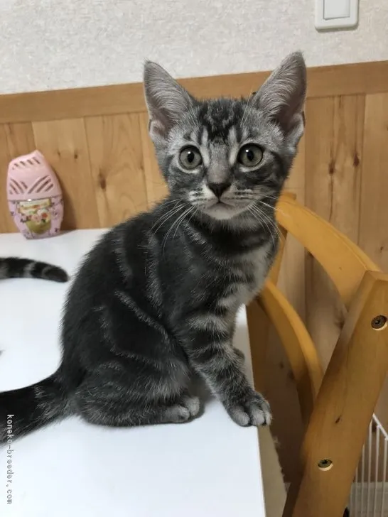 ID：1807-00294の子猫