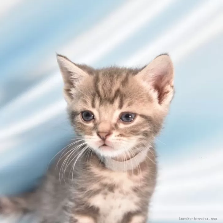 ID:2407-02558の子猫