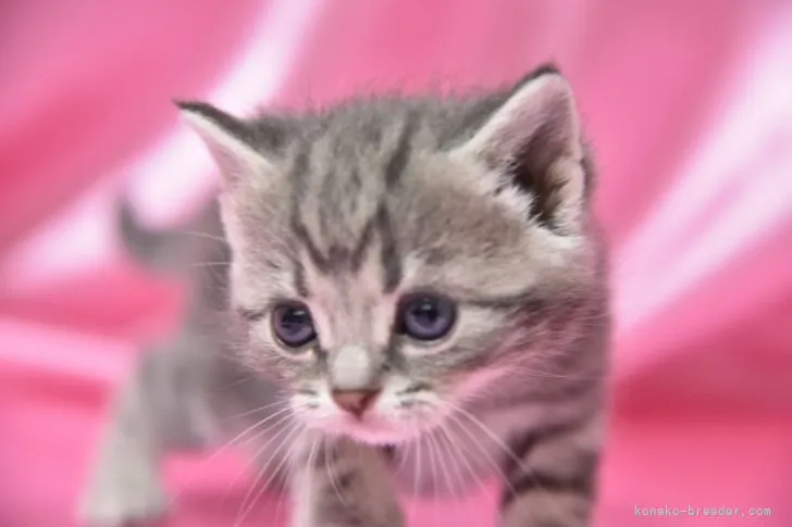 ID:2204-00685の子猫