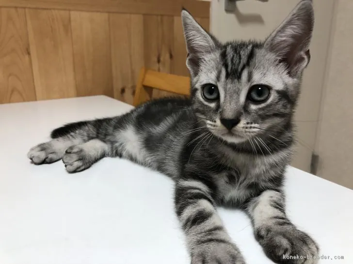ID:1807-00290の子猫