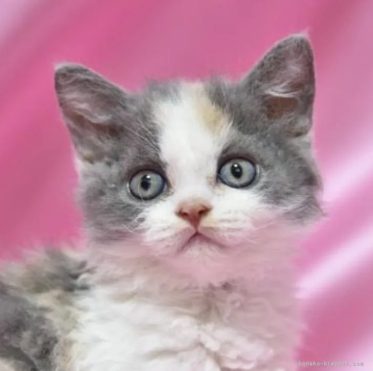 ID:2208-00232の子猫