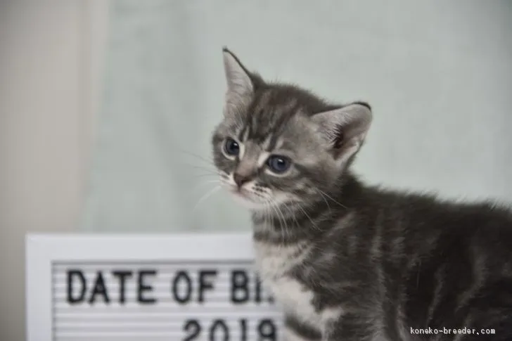 ID：1909-01283の子猫