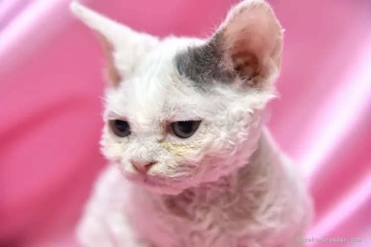 ID:2201-00194の子猫