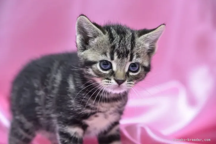 ID：2203-01406の子猫