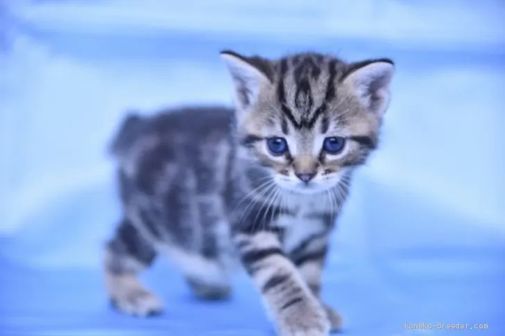 ID：2010-00312の子猫