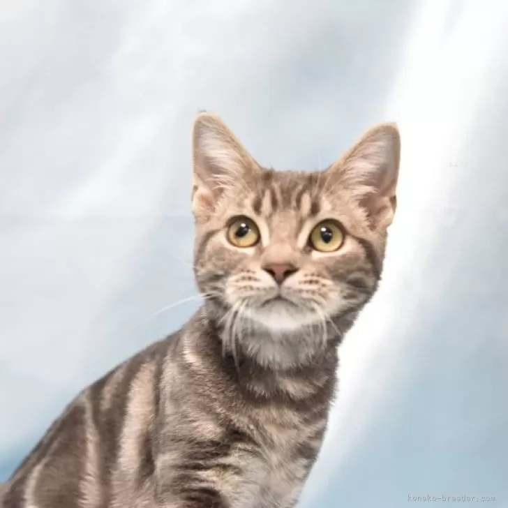 ID:2410-01209の子猫