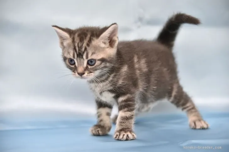 ID：2003-01718の子猫