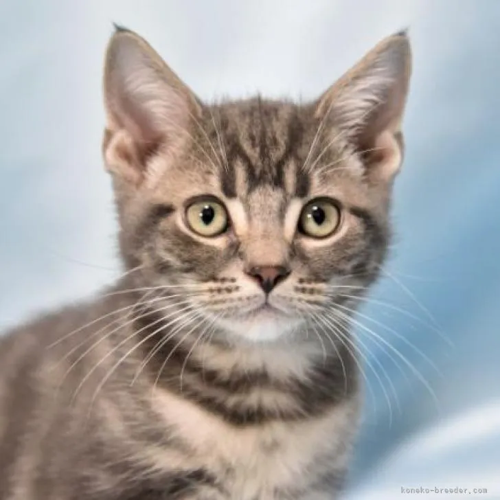 ID：2209-00838の子猫