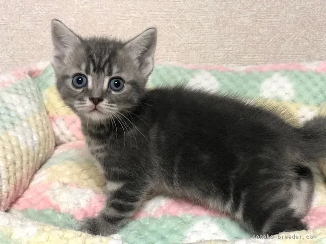 川崎マリエン 様のお迎えした子猫