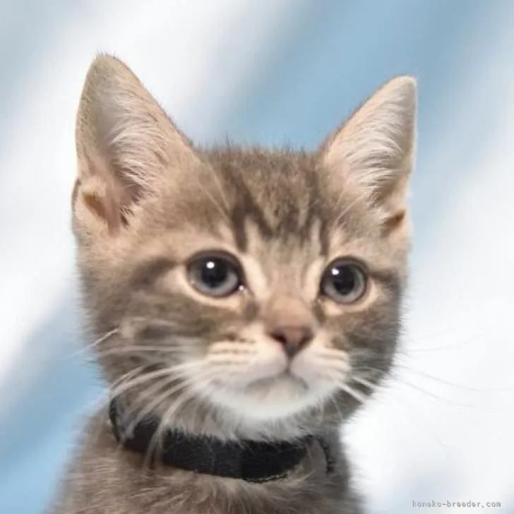 ID：2210-02850の子猫