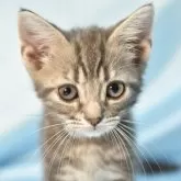 アメリカンショートヘア【千葉県・男の子・2024年6月15日・ブルータビー】の写真1