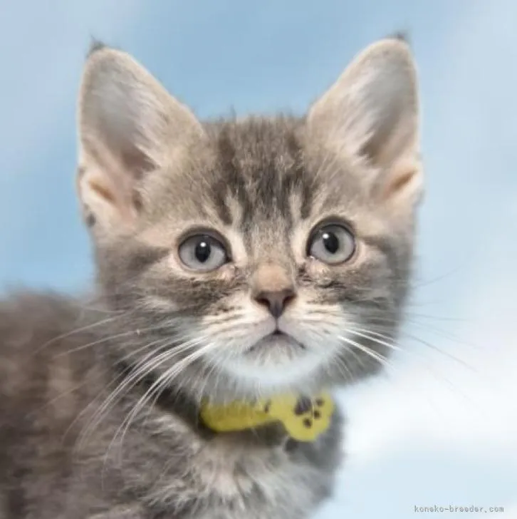 ID:2210-02851の子猫