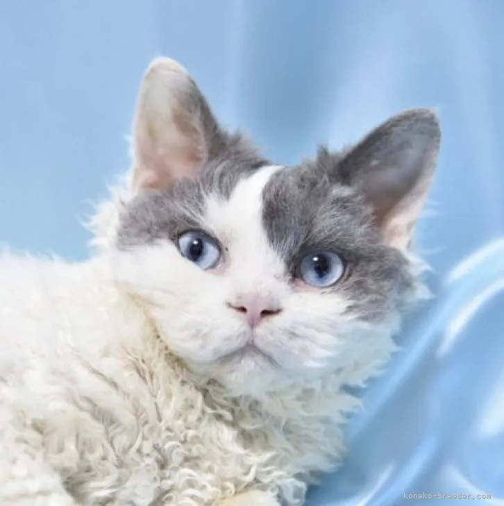 ID:2207-02113の子猫