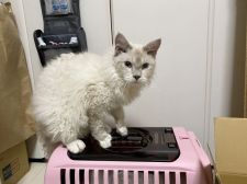 ラパーマ【・男の子・2021年11月25日・ブルーリンクスポイント&ホワイト】