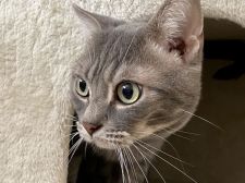 アメリカンショートヘア【・男の子・2017年3月19日・ブルータビー】