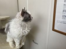 セルカークレックス【・女の子・2019年1月10日・ブルー&ホワイトバン】