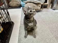 アメリカンショートヘア【・女の子・2023年2月2日・ブルータビー】