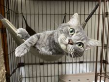 アメリカンショートヘア【・男の子・2017年3月19日・ブルータビー】