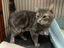 アメリカンショートヘア【・男の子・2017年3月19日・ブルータビー】