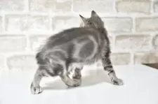 アメリカンショートヘア【千葉県・男の子・2025年6月3日・ブルータビー】の写真10