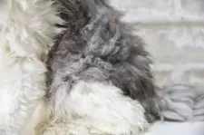 セルカークレックス【千葉県・男の子・2025年2月22日・ブルー&ホワイト】の写真11