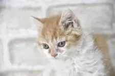 セルカークレックス【千葉県・男の子・2025年9月6日・レッドマッカレルタビー】の写真3