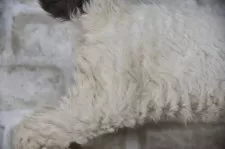 セルカークレックス【千葉県・男の子・2025年4月24日・ブラック&ホワイトバン】の写真11