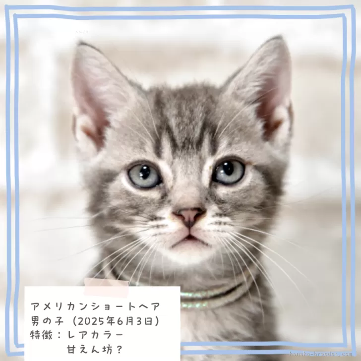 TK 様のお迎えした子猫