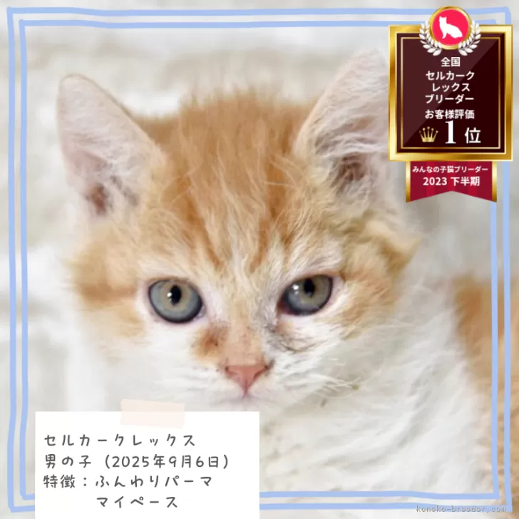セルカークレックス【千葉県・男の子・2025年9月6日・レッドマッカレルタビー】の写真1「吾輩は猫である。名前は「ワガハイ」。」