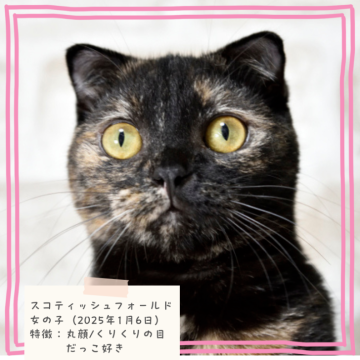 スコティッシュフォールド(立ち耳)【千葉県・女の子・2025年1月6日・トーティシェル】の写真「性格◎　抱き心地抜群です✨️　」