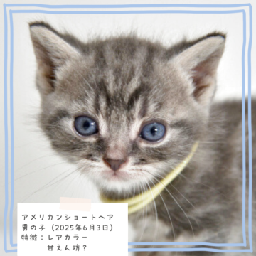 アメリカンショートヘア【千葉県・男の子・2025年6月3日・ブルータビー】の写真「優しい色合いのカラーです」