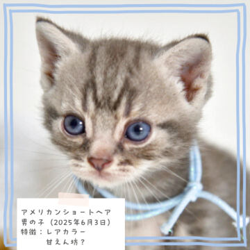 アメリカンショートヘア【千葉県・男の子・2025年6月3日・ブルータビー】の写真「優しい色合いのカラーです」