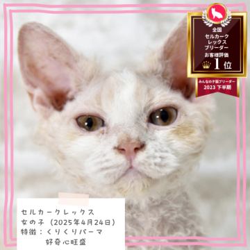 セルカークレックス【千葉県・女の子・2025年4月24日・クリーム&ホワイト（巻き強めのカールヘア）】の写真「くりくりパーマ🐈️　オンライン見学可能✨️　」