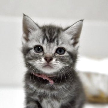 アメリカンショートヘア【千葉県・女の子・2025年4月15日・ブルータビー】の写真「レアカラー🐱すくすく成長しています✨️」