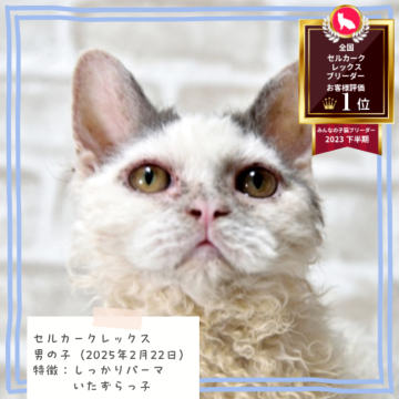 セルカークレックス【千葉県・男の子・2025年2月22日・ブルー&ホワイトバン（巻き強めのカールヘア）】の写真「くりくりパーマ🐈️　オンライン見学可能✨️　」