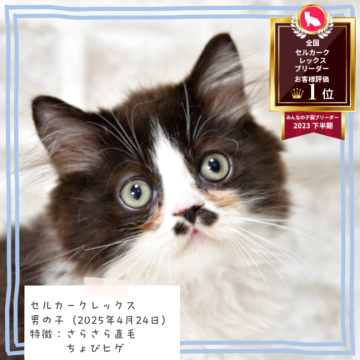 セルカークレックス【千葉県・男の子・2025年4月24日・ブラック&ホワイト（さらさらのストレートヘア）】の写真「ちょびヒゲ🐈️　オンライン見学可能✨️」
