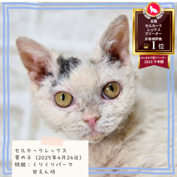 セルカークレックス【千葉県・男の子・2025年4月24日・ブラック&ホワイトバン（巻き強めのカールヘア）】の写真「この巻き、この性格。この子だけ。」